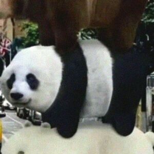 Meet your Posher, Eleni